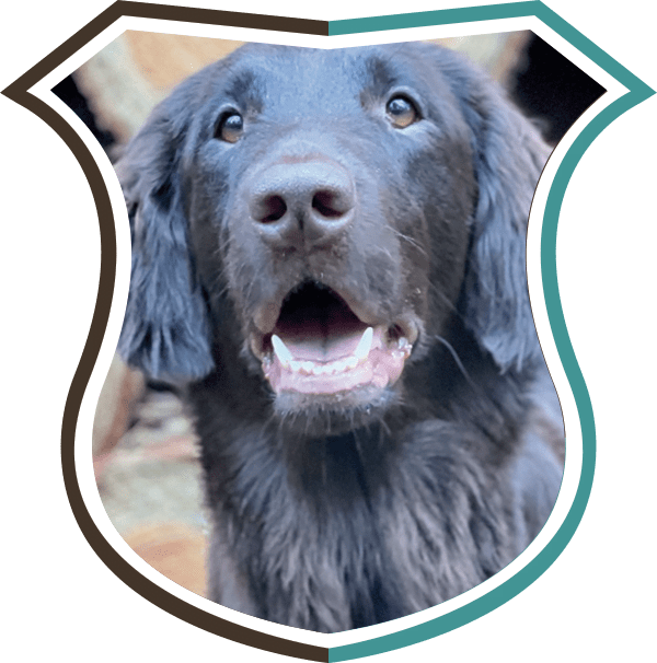 Flatcoated-Retriever Flatcoated-Retriever